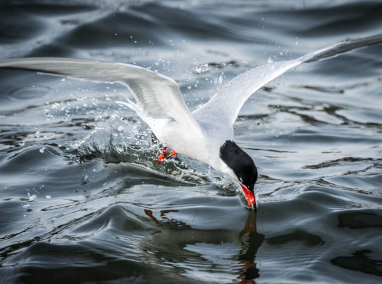 Common Tern diving. Credit: Juan Melli