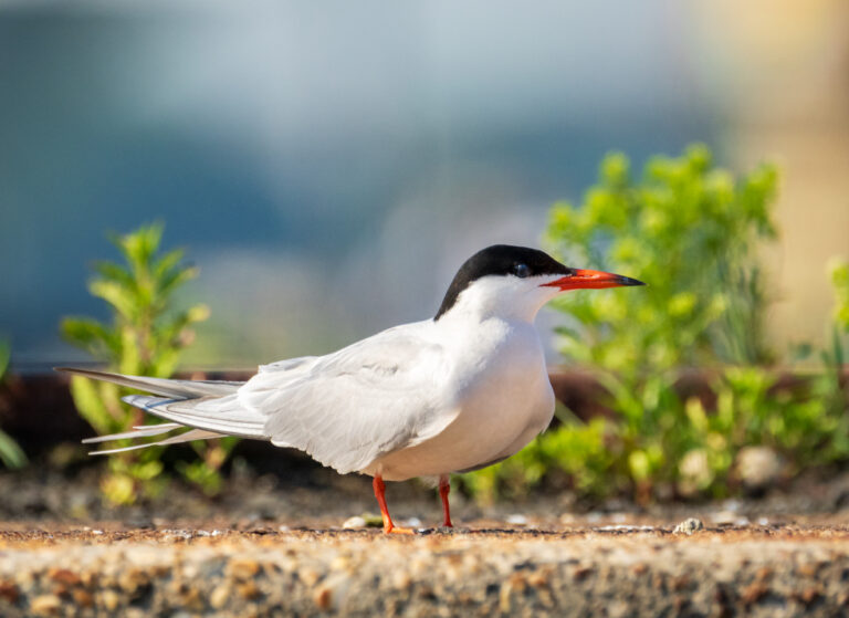 Common Tern on piers. Credit: Juan Melli