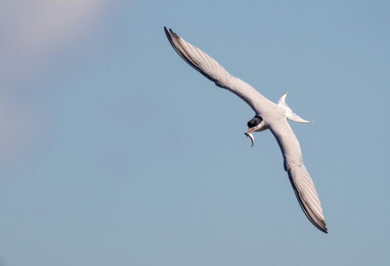 Common tern with a fish. Credit: Juan Melli