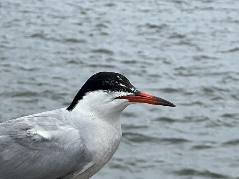 Common Tern. Credit: Jeff Train